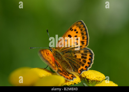 Weibliche knappen Kupfer (Lycaena Virgaureae) Stockfoto