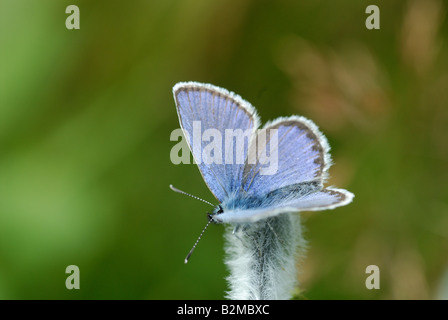 Männliche Idas blau (Plebejus Idas) Stockfoto