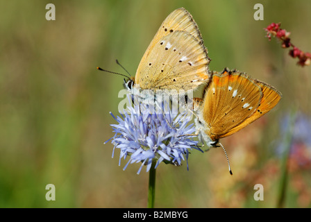 Knappen Kupfer (Lycaena Virgaureae) Stockfoto