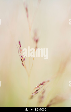 Seedheads von Stipa Tenuissima Rasen. Mexikanisches Federgras. Selektiven Fokus Stockfoto