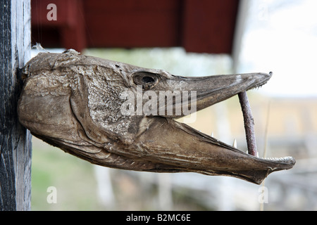 Leiter der ein Hecht an einer Wand, als Trophäe getrocknet Stockfoto