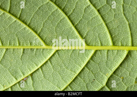 Äderungen an Unterseite des Sambucus Blatt (gemeinsame Holunder) Stockfoto