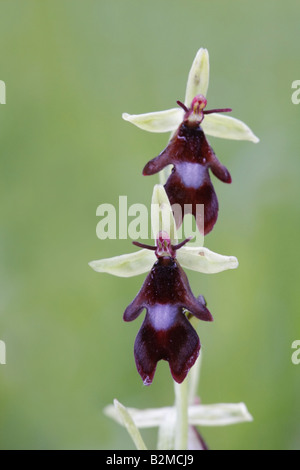 Orchidee, Ophrys Insectifera, zeigt 2 Blumen in voller Blüte zu fliegen Stockfoto