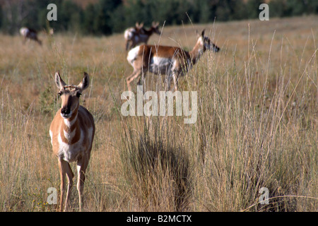 Pronghorn Antilope auf Hügel Yellowstone-Nationalpark, Wyoming Stockfoto