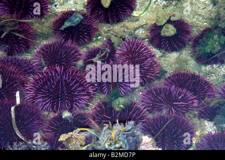 Lila Urchin in Tide Pool Stockfoto