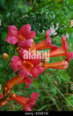 Campsis Radicans The chilenische Trumpet Vine eine kräftige Kletterrose für volle Sonne oder teilweise Schatten Invasive einmal an der Dachlinie Stockfoto