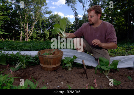 Bio-Landwirt John Christian erntet Bok Choi in der Natur Kante Bauernhof in Canterbury CT Stockfoto