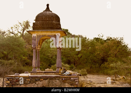 Bengal Tiger schlafen in einem alten Hindu-Tempel oder Palast in Ranthambhore National park Stockfoto