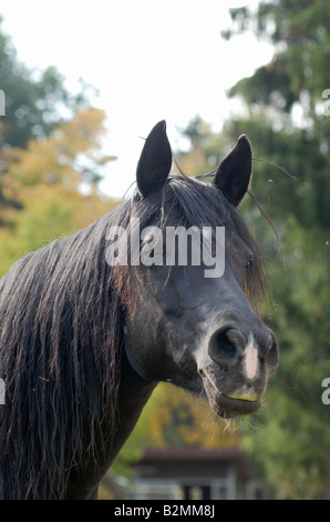 Arabisches Vollblut Pferd Arabisches Vollblutpferd Stockfoto