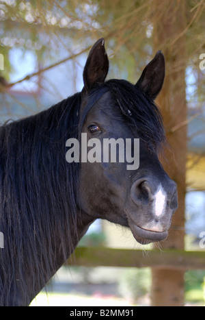 Arabisches Vollblut Pferd Arabisches Vollblutpferd Stockfoto