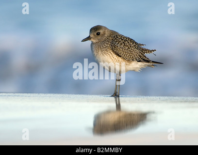 Eurasische Goldregenpfeifer Pluvialis Apricaria, Helgoland Deutschland Stockfoto