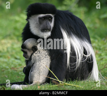 Guereza Colobus Guereza Abessinier östlichen schwarzen und weißen Colobus Noerdlicher Guereza Colobus abyssinic Stockfoto