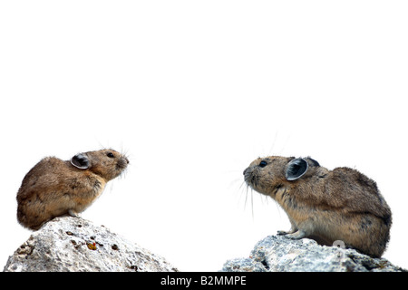 Ochotona Princeps Amerikanischer Pfeifhase amerikanischen Pika Stockfoto