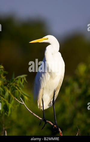 Silberreiher Great White Egret Casmerodius albus Stockfoto