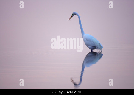 Silberreiher Great White Egret Casmerodius Albus im Morgengrauen See Spiegelung Stockfoto