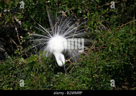 Silberreiher Great White Egret Casmerodius albus Stockfoto