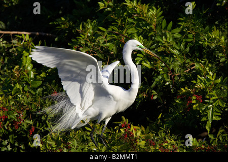 Silberreiher Great White Egret Casmerodius albus Stockfoto