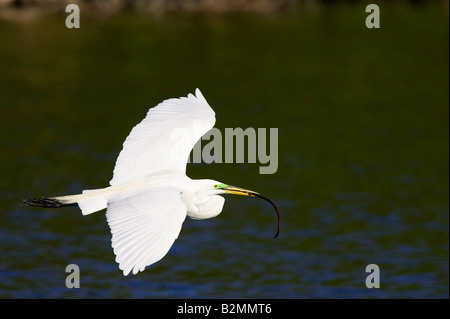 Große weiße Reiher Casmerodius Albus im Flug Silberreiher Stockfoto