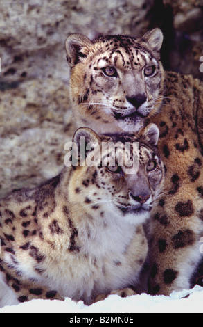 Schneeleopard Uncia Uncia Unze Panthera Stockfoto