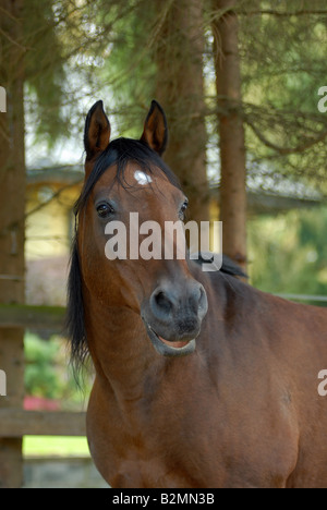 Shagya Araberian Zucht Gestüt Pferd Portrait Stockfoto