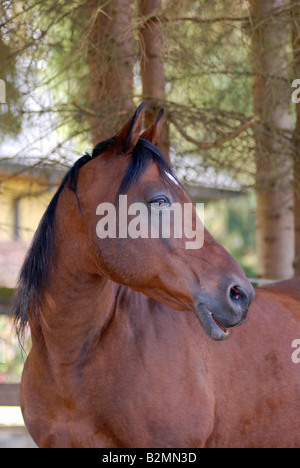 Shagya Araberian Zucht Gestüt Pferd Portrait Stockfoto