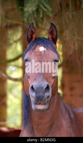 Shagya Araberian Zucht Gestüt Pferd Portrait Stockfoto