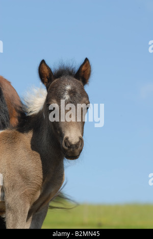 Shetlandpony Shetlandpony Pferd Rasse Portrait Stockfoto