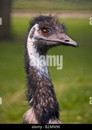 Emu (Dromaius Novaehollandiae) Porträt Stockfoto