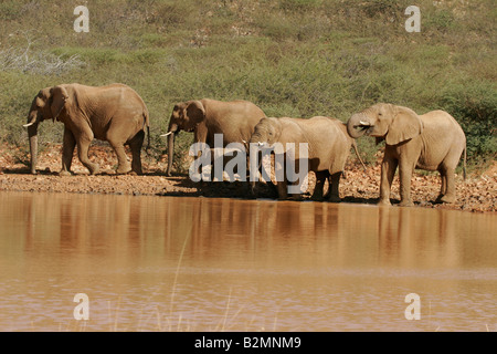 Herde von afrikanischen Bush Elefanten, Loxodonta Africana South Africa Southafrica AcquaIn Ort Wasserloch Stockfoto