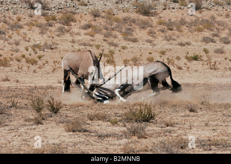 Kampf gegen Gemsbucks Gemsbok Oryx Gazella Antilope Südafrika South Africa Stockfoto