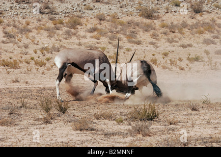 Kampf gegen Gemsbucks Spießböcke Oryx Gazella Antilope Südafrika South Africa Stockfoto