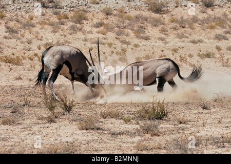 Kampf gegen Gemsbucks Spießböcke Oryx Gazella Antilope Südafrika South Africa Stockfoto