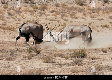 Kampf gegen Gemsbucks Spießböcke Oryx Gazella Antilope Südafrika South Africa Stockfoto