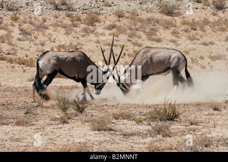 Kampf gegen Gemsbucks Spießböcke Oryx Gazella Antilope Südafrika South Africa Stockfoto