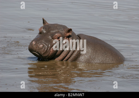 Nilpferd Hippopotamus Amphibius South Africa Southafrica Stockfoto