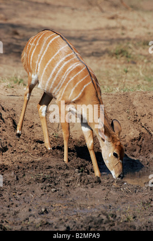 Weiblicher Nyala Flachlandnyala Tieflandnyala Tragelaphus Angasii Mkuzi NP in Südafrika suedafrika Stockfoto