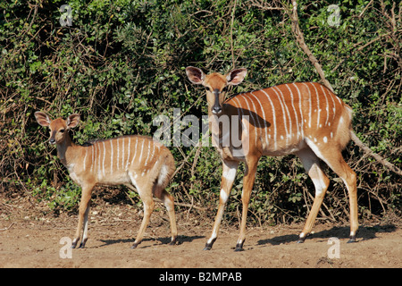 Weiblicher Nyala Flachlandnyala Tieflandnyala Tragelaphus Angasii Mkuzi NP in Südafrika suedafrika Stockfoto