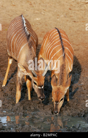 Nyala Nyalaantilope Antilope Flachlandnyala Tieflandnyala Tragelaphus Angasii Mkuzi NP in Südafrika suedafrika Stockfoto