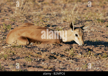 Springbok Antidorcas Marsupialis Springbock Südafrika Südafrika Rehkitz Stockfoto