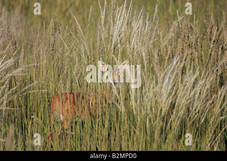 Steinböckchen Raphicerus Campestris Steinbuck kleine Antilope Steinbok South Africa Southafrica Stockfoto