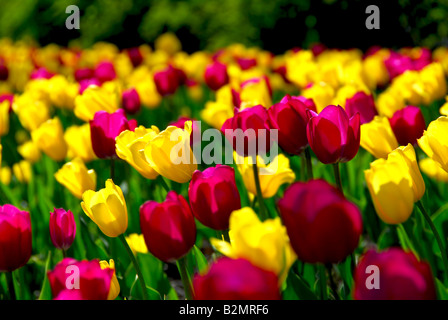 Bereich der bunten gelbe und violette Tulpen Stockfoto