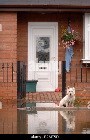 EIN WEST HIGHLAND WHITE TERRIER HUND SITZT AN DER PFORTE EINES HAUSES IN EINER WOHNSTRAßE UNTER HOCHWASSER IN LONGFORD GLOUCESTE Stockfoto