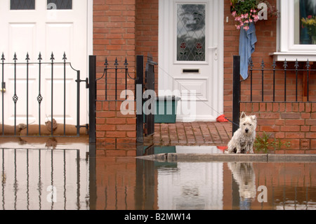 EIN WEST HIGHLAND WHITE TERRIER HUND SITZT AN DER PFORTE EINES HAUSES IN EINER WOHNSTRAßE UNTER HOCHWASSER IN LONGFORD GLOUCESTE Stockfoto