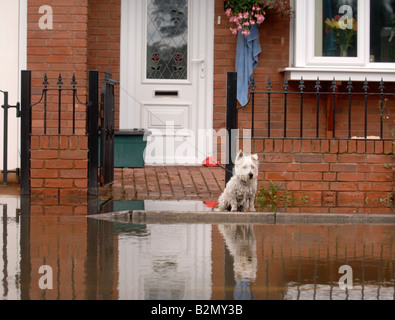EIN WEST HIGHLAND WHITE TERRIER HUND SITZT AN DER PFORTE EINES HAUSES IN EINER WOHNSTRAßE UNTER HOCHWASSER IN LONGFORD GLOUCESTE Stockfoto