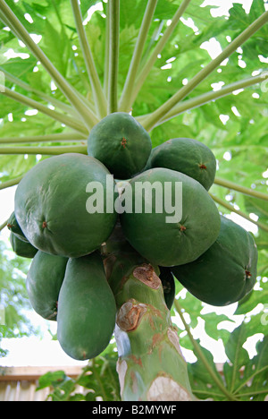 Eine Papayabaum. Die Papaya (von Carib über Spanisch), ist die Frucht der Pflanze Carica Papaya in der Gattung Carica Stockfoto