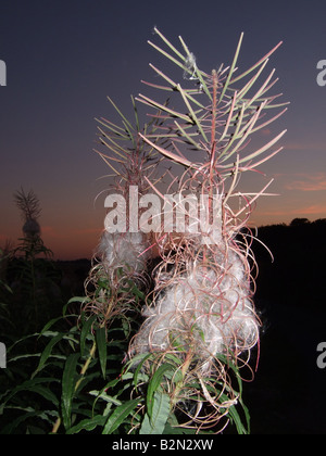 Rosebay Weidenröschen Seedhead und Flusen gegen späten Abend Himmel. Epilobium Angustifolium. Stockfoto