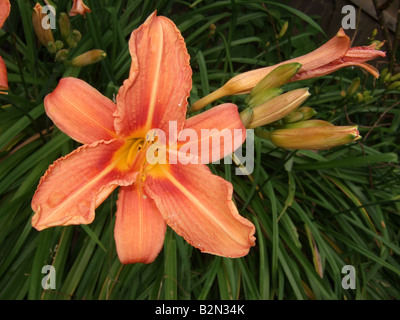 Taglilie; Orange Blüte und Knospen gegen grüne Blätter Kaskadierung. Stockfoto