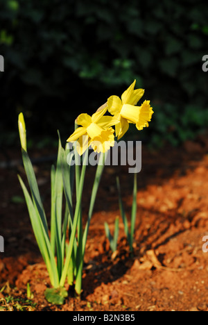 Zwei gelbe Narzisse Blumen im Garten. Stockfoto