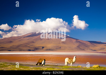 Bolivien südlichen Altiplano Laguna Colorada Lamas in der Nähe der Laguna Coloroda sonst wissen, wie die farbigen See Stockfoto