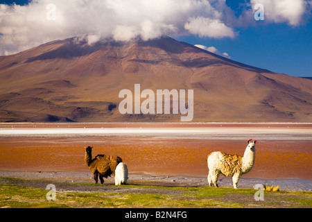 Bolivien südlichen Altiplano Laguna Colorada Lamas in der Nähe der Laguna Coloroda sonst wissen, wie die farbigen See Stockfoto